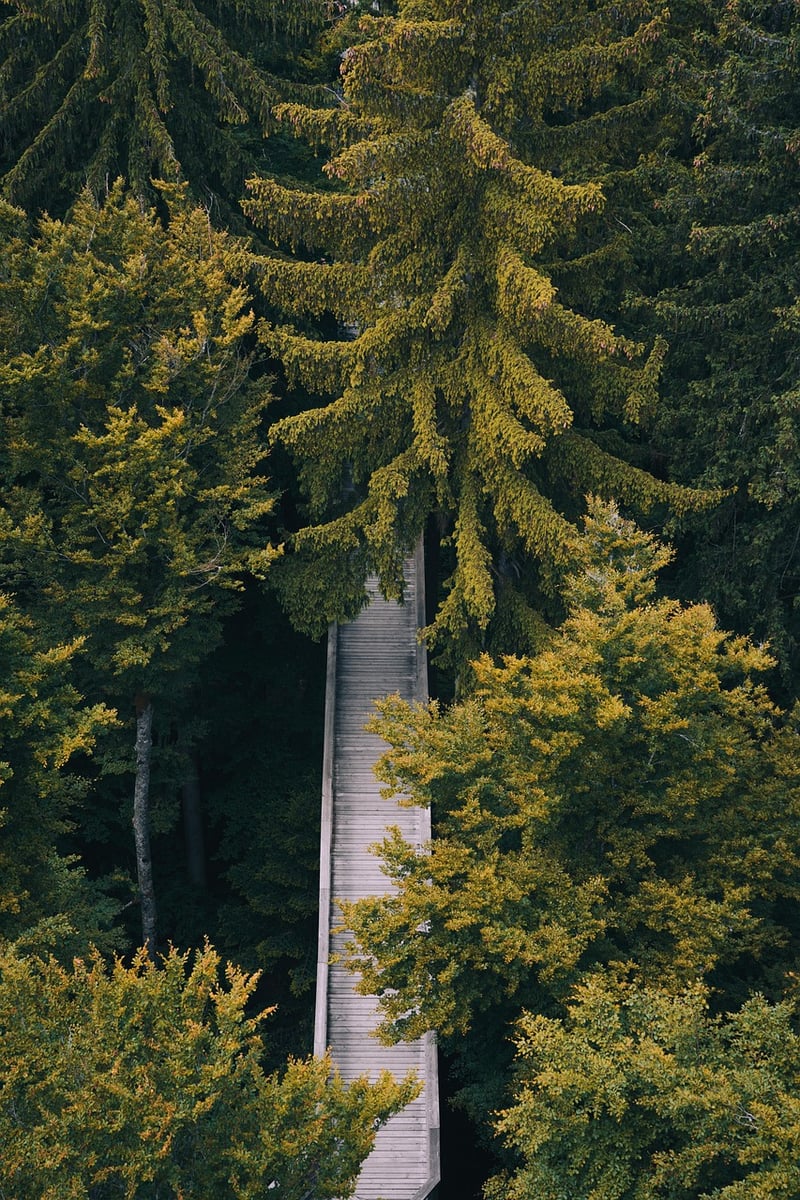 Entrepreneurial Paths